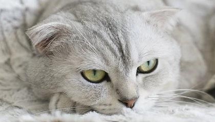 开云官方-VALORANT 选手竞技状态持续火爆，valorant战绩