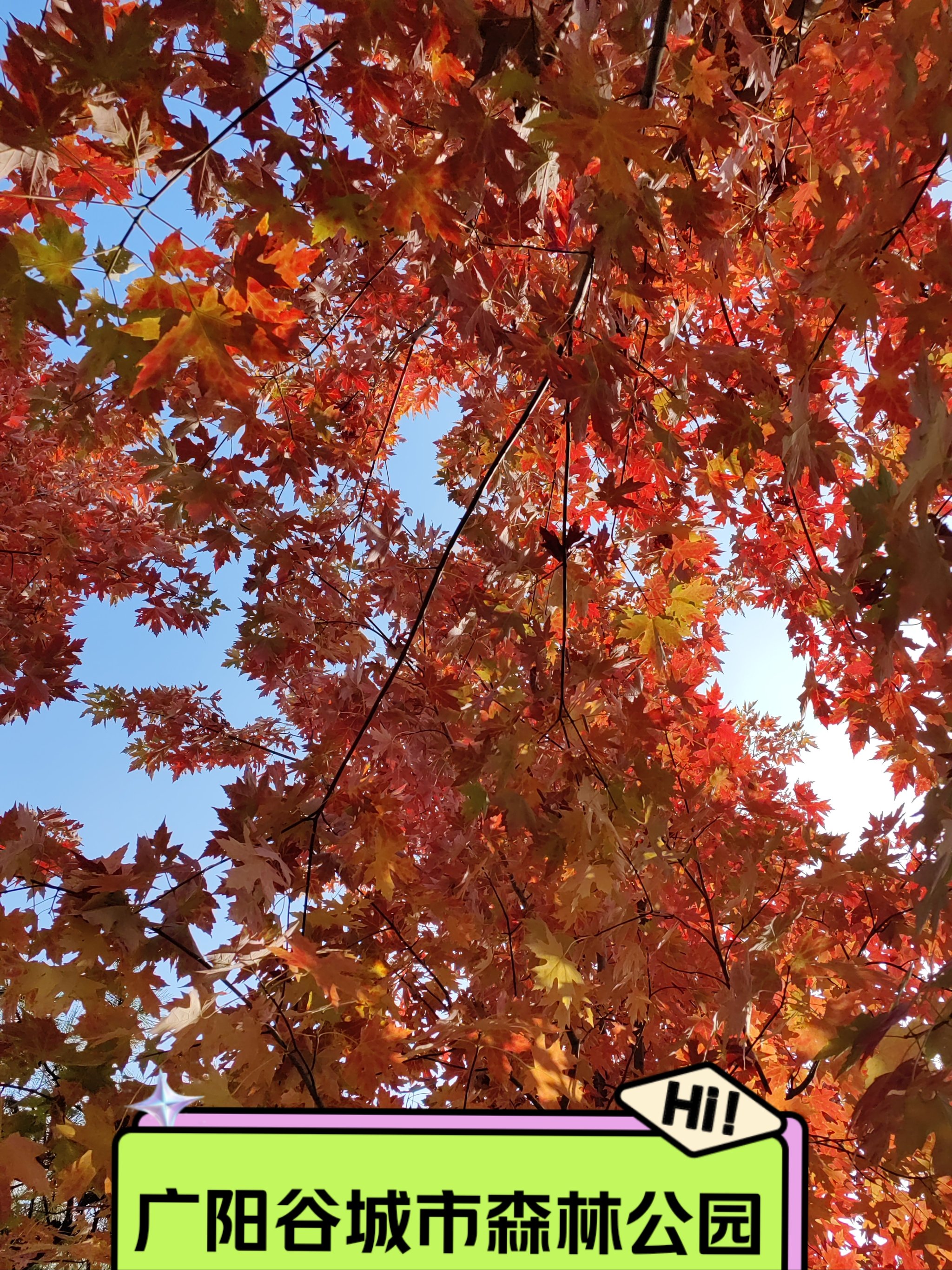 开云入口-金秋赏叶骑行赛，运动中感受季节变迁的简单介绍