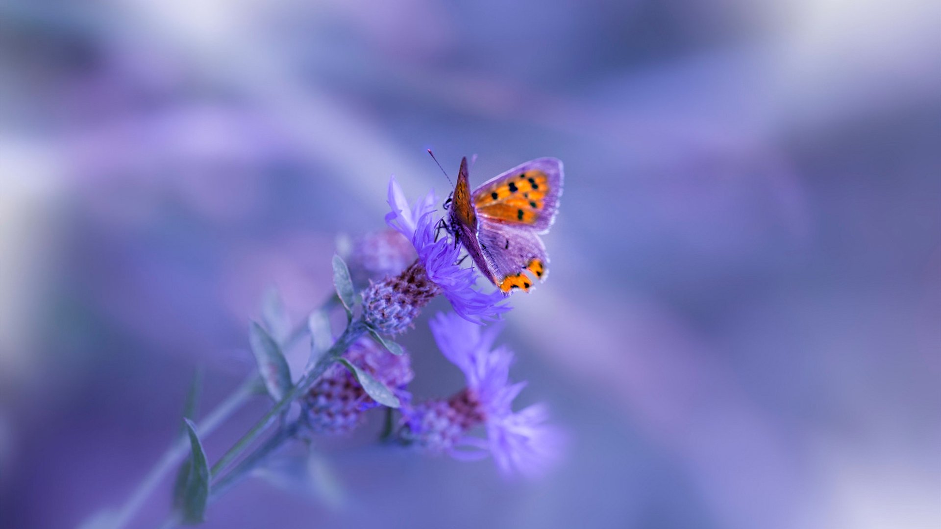 VALORANT 青年联赛备受期待,valorant esport