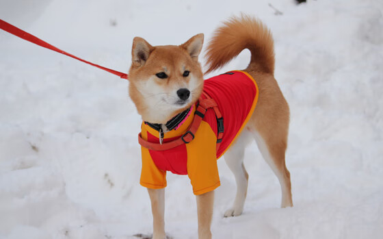 开云官方网页登录-_热火稳扎稳打，不断刷新战绩_，热火vice