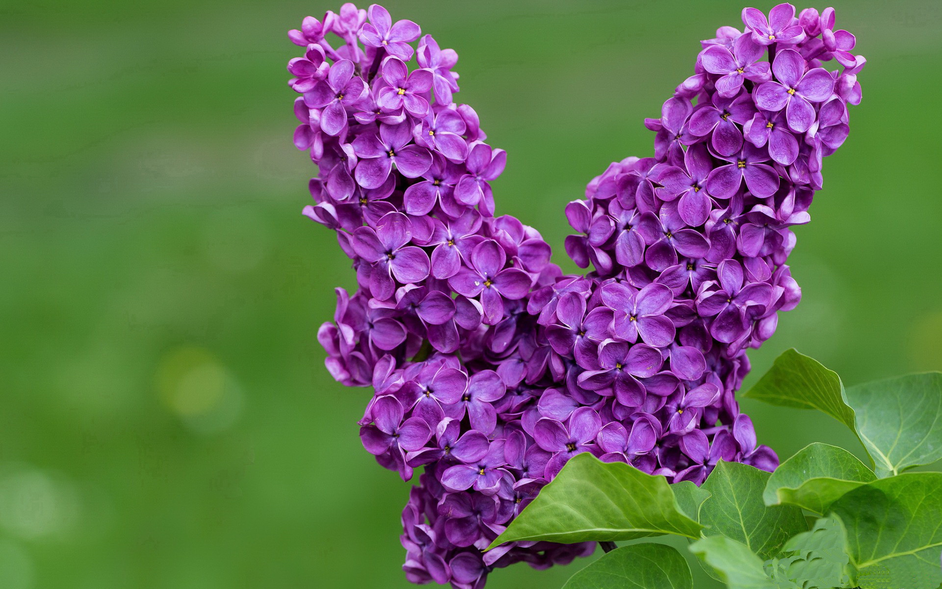 “法甲焦点战役：抢分大战激烈，悬念不断”，法甲首战