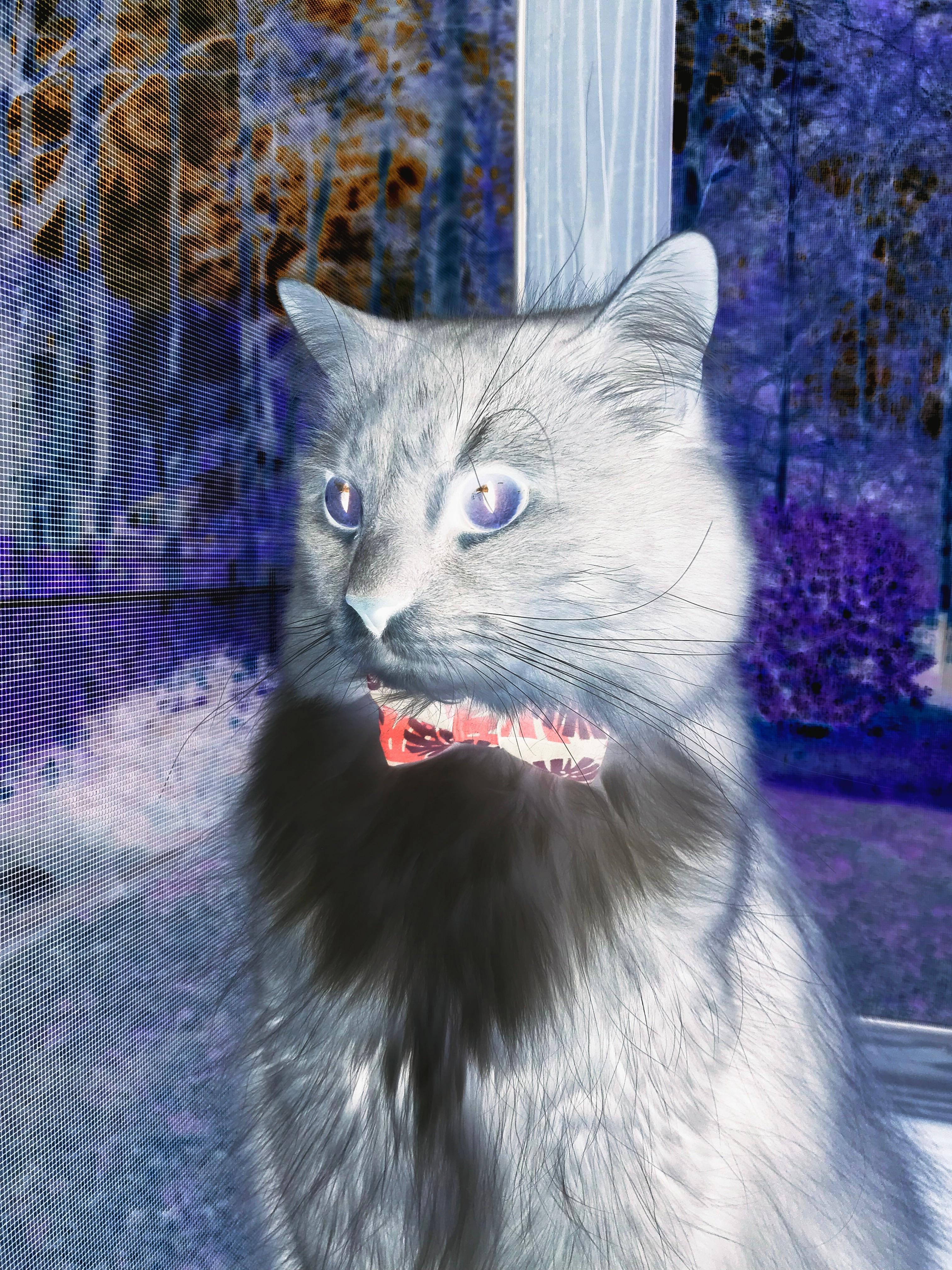 中国篮球战术体系融合国际元素升级,中国篮球如何发展