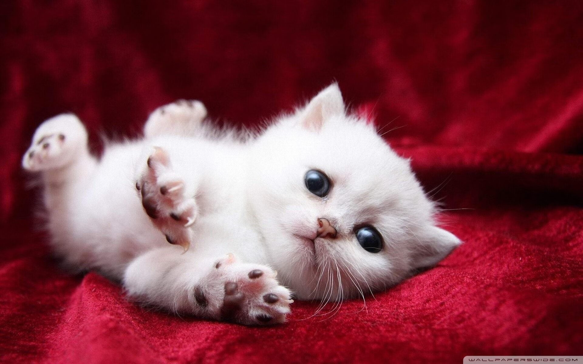 伊朗马术协会与学校合作,开展马术教育课程,推广马术文化。,伊朗运动员马赛克