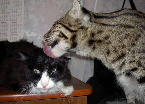 未来联盟：沉浸式虚拟现场带来沉醉体验，英雄联盟未来科技图案是什么