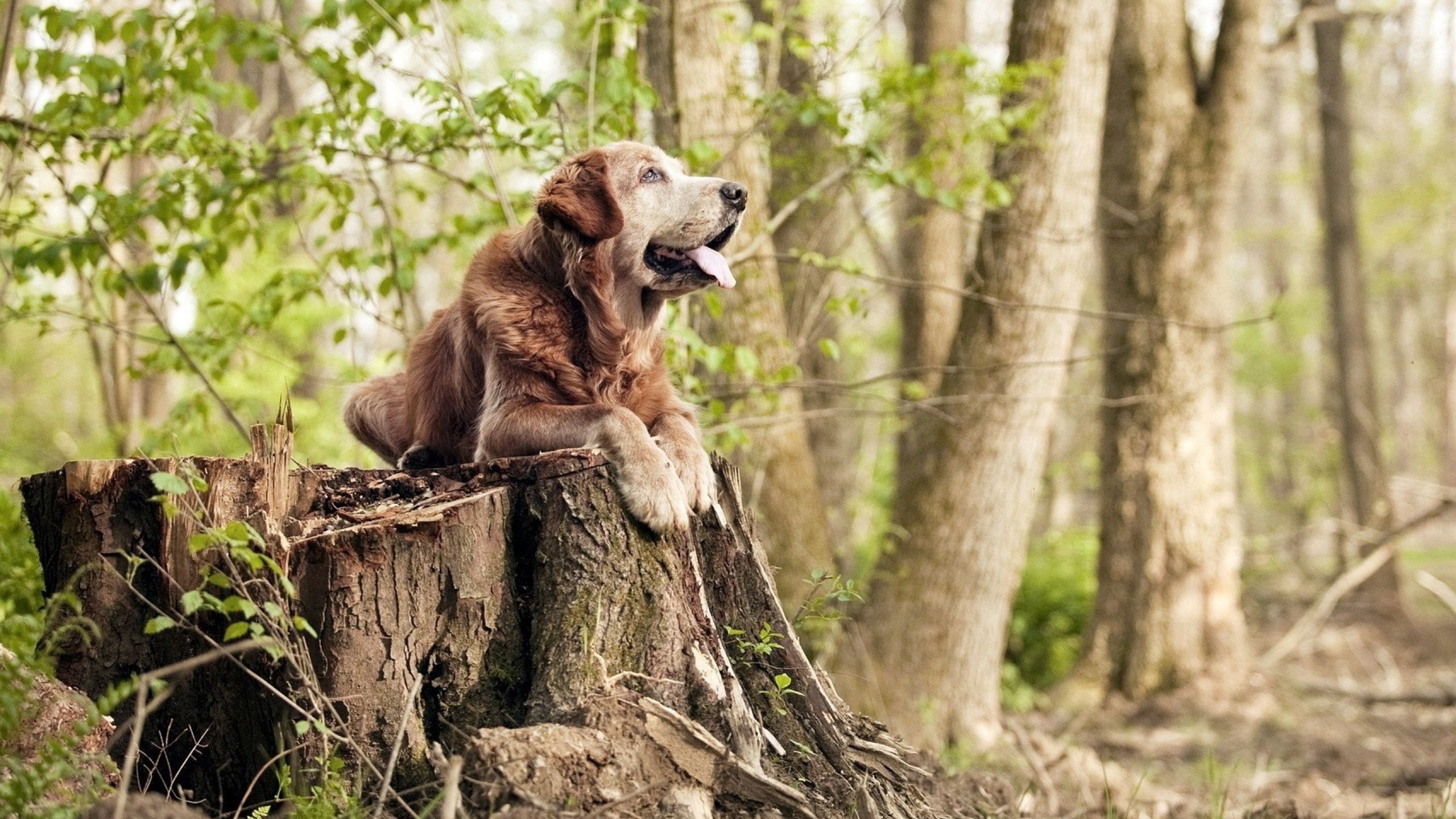 绝地求生 冠军争夺进入关键阶段,绝地求生 冠军争夺进入关键阶段了吗