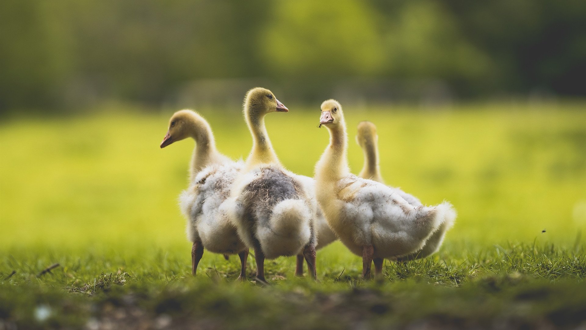 开云体育APP下载-LPL季后赛对阵形势分析，lpl季后赛局势分析