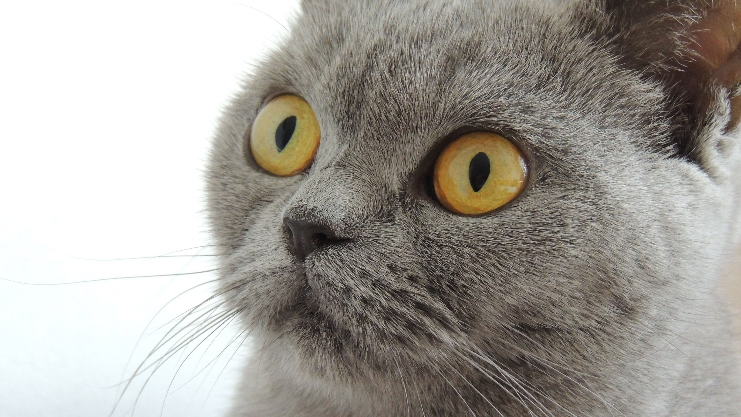 东契奇赛季多次关键得分,东契奇季后赛首秀42分