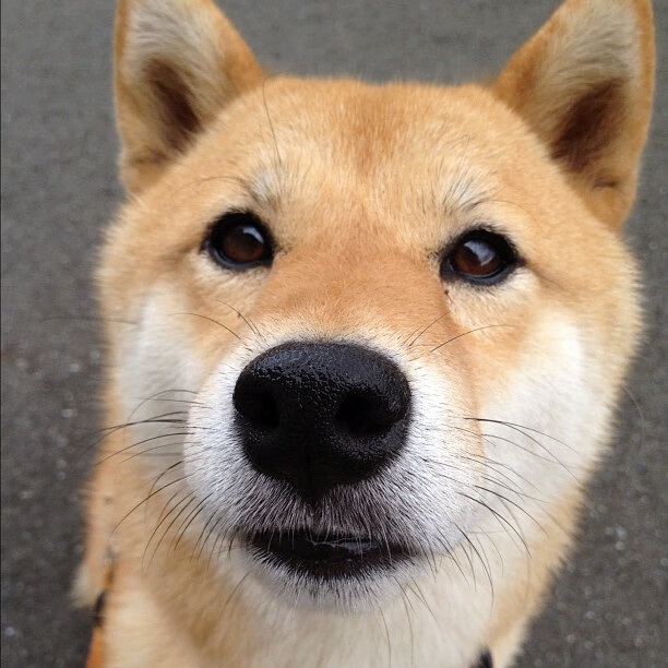 澳大利亚球队逆转胜国内劲旅,晋级八强,澳大利亚队12强赛大名单