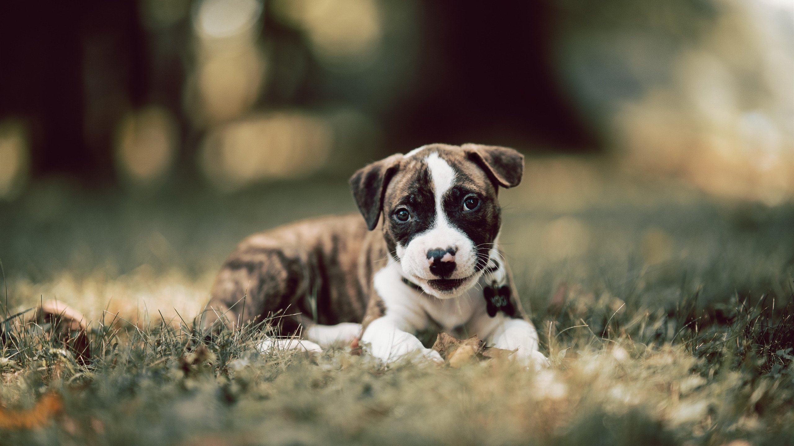 突尼斯年轻球员表现亮眼，突尼斯足球水平