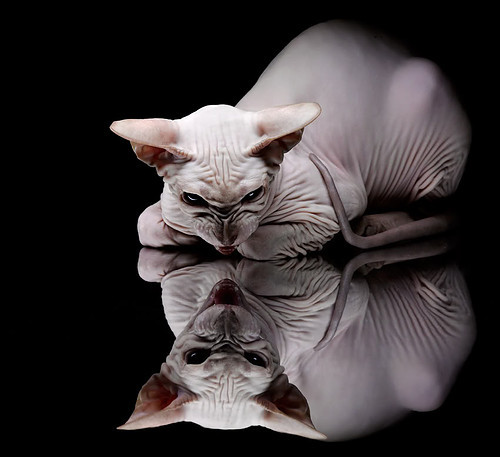 老将与新星融合是否是争冠新方向,老将和老将能不能见面