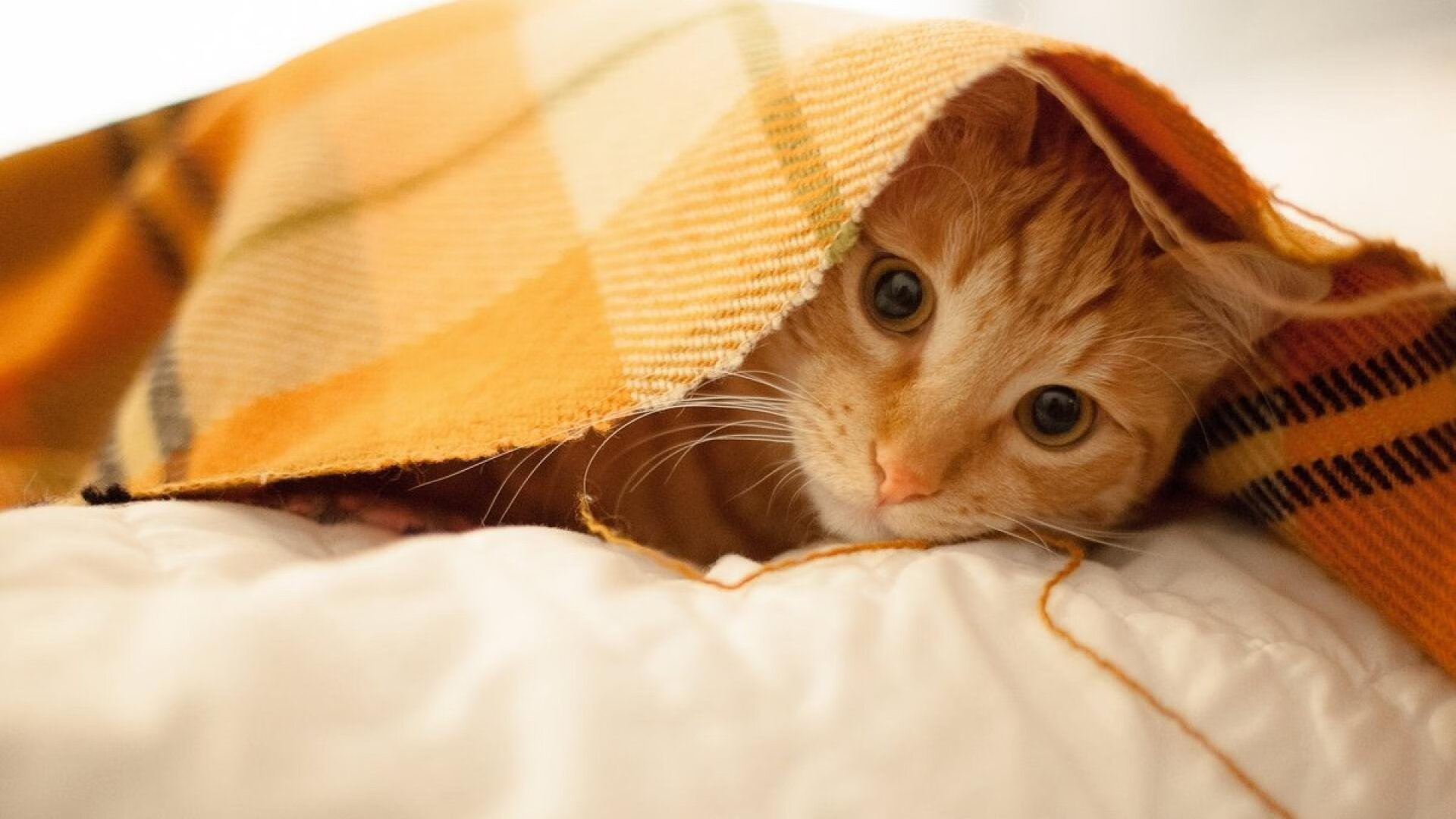 裁判严格执法，确保比赛公平竞争！，比赛中裁判如何掌握有利原则