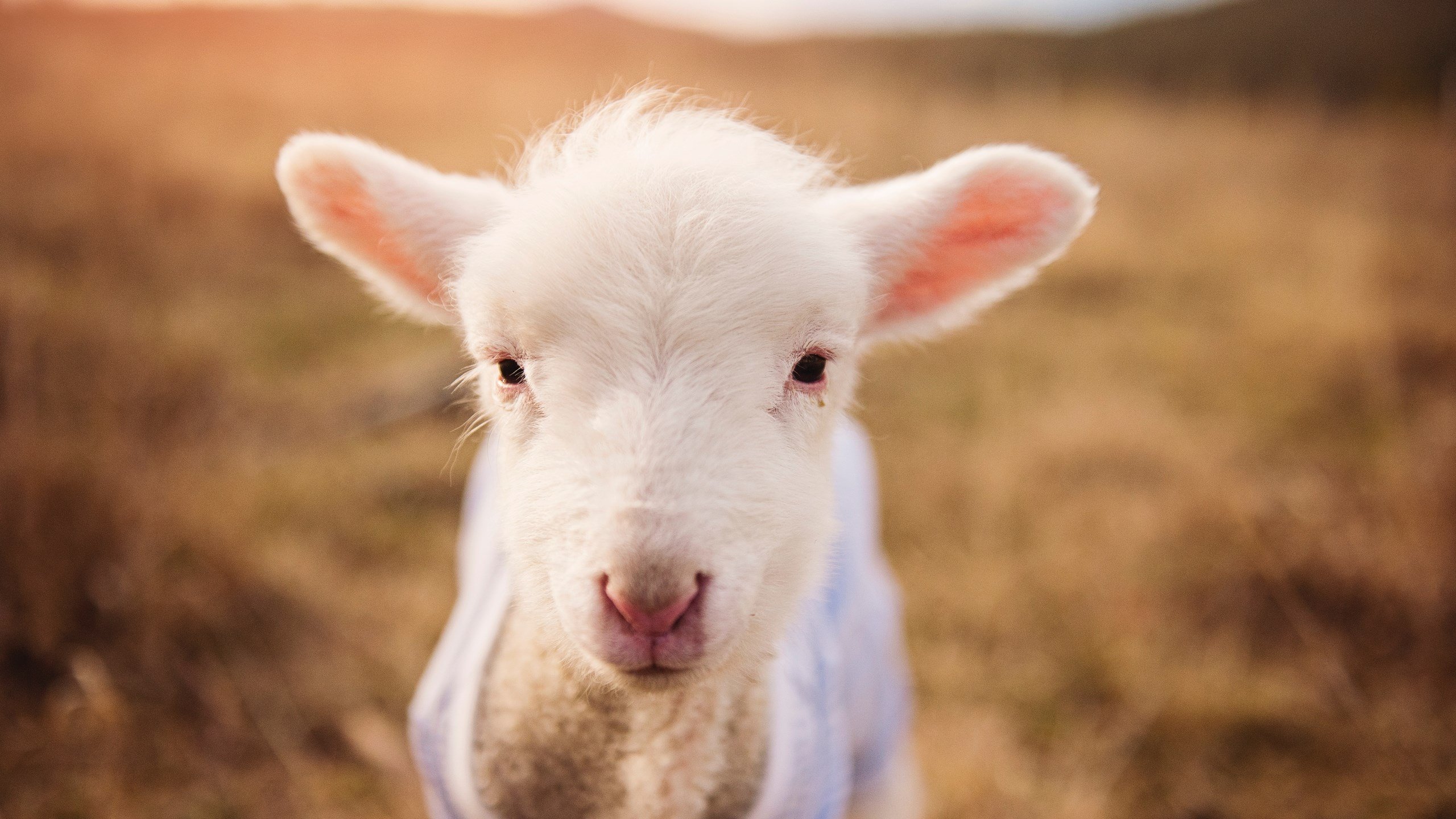 开云体育网页版入口-CBA赛季多场比赛悬念迭起，cba本赛季赛制