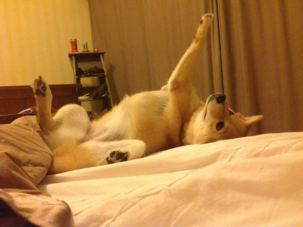 国家橄榄球队公布训练基地升级及开放计划,国家橄榄球队公布训练基地升级及开放计划