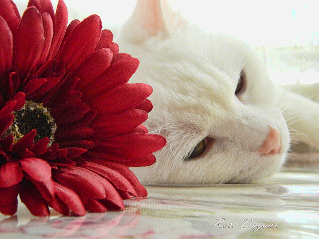 英超激烈冲刺:每场都精彩绝伦,悬念不断!,英超现场