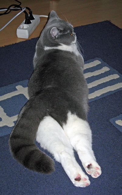 kaiyun开云·官方网站-赛尔·阿尔斯塔：“铁血队长”背后的南非队核心力量