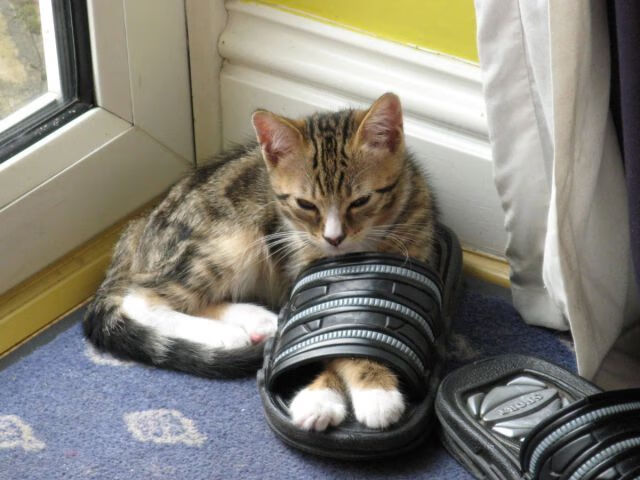 开云下载-足球青训基地加入国际合作项目，提升培训质量，全国足球青训机构排名